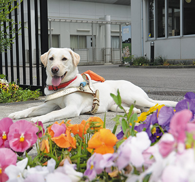 盲導犬ふれあいイベントatおやまゆうえんハーヴェストウォーク