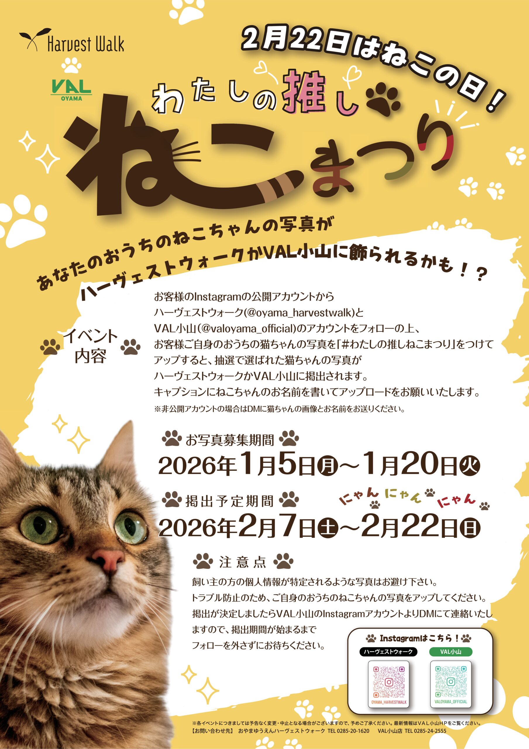 「わたしの推しねこまつり」お写真募集中！